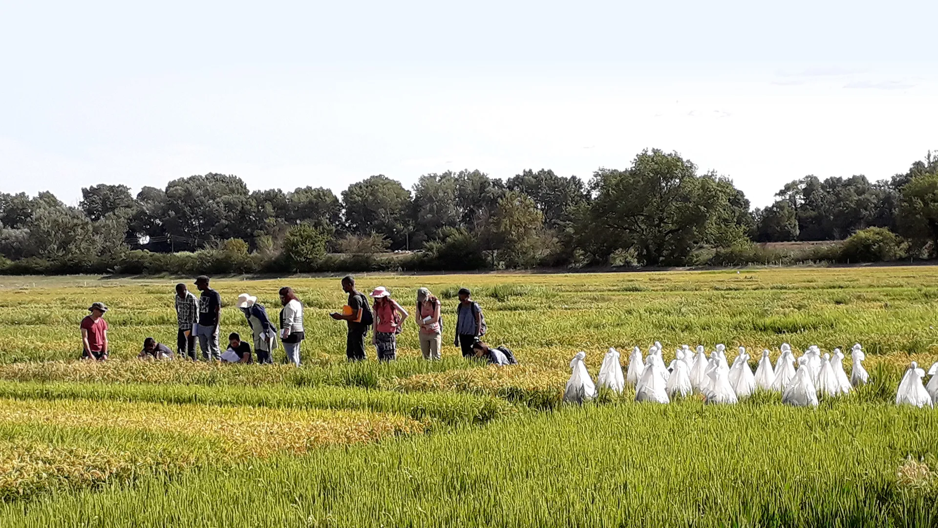 Visite de parcelles de sélection du riz au Centre Français du Riz