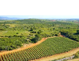 Vignoble vu d'un drône