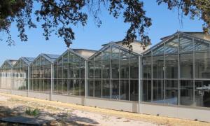 The AbioPhen greenhouses simulate future climate conditions © L. Rodriguez, CIRAD