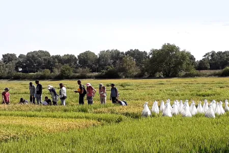 Visite de parcelles de sélection du riz au Centre Français du Riz