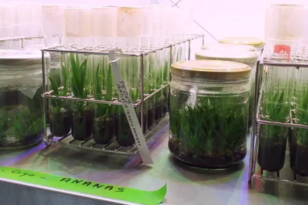 Cultures in vitro de plants d'ananas. © L'Institut Agro