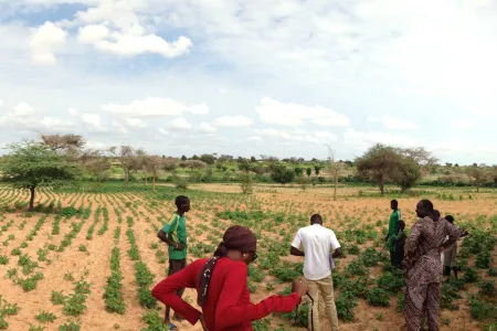 DEFIS - Développement, Expertise, Formation, Ingénierie pour le Sud. Champs sénégal