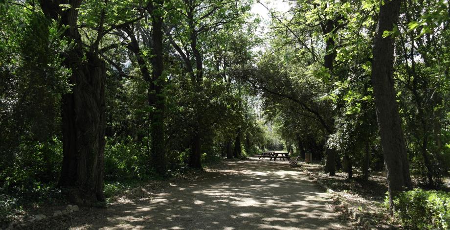 Arboretum, a wooded area, Montpellier