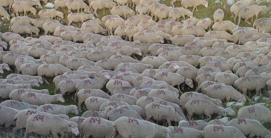 Domaine du Merle ewes in mountain pastures