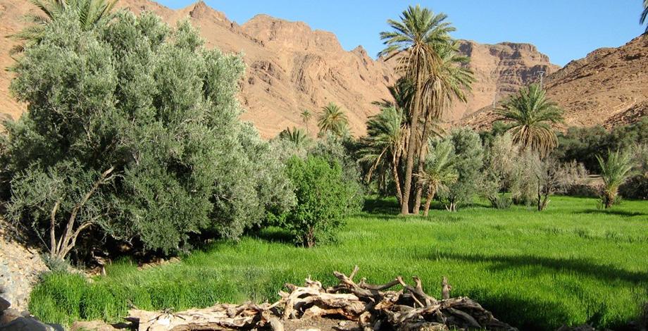 Study of agro-oasis systems, Southeast Morocco