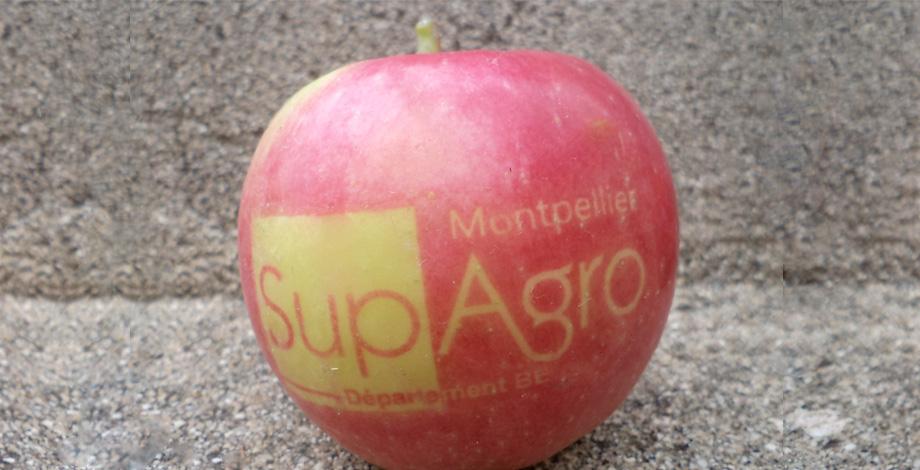 A Montpellier SupAgro "branded" apple