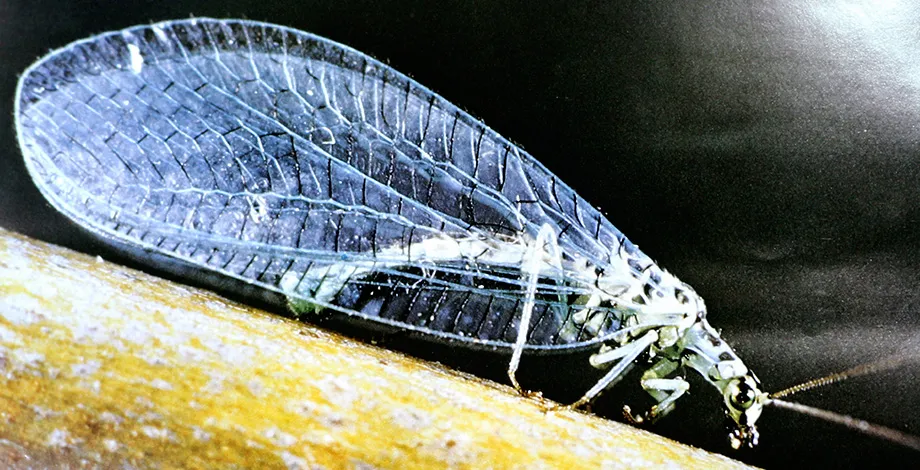 Chrysoperia used in the biological control of insect pests on crops