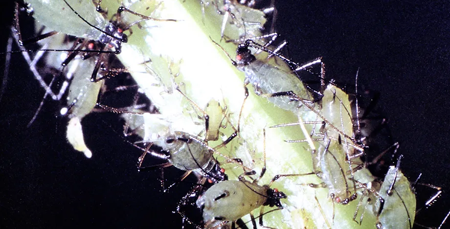 Macrosiphum euphorbiae infesting potatoes and tomatoes