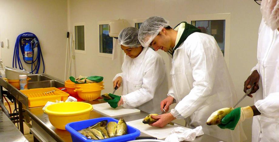 Preparation of dried smoked fish at the food technology platform of UMR QualiSud