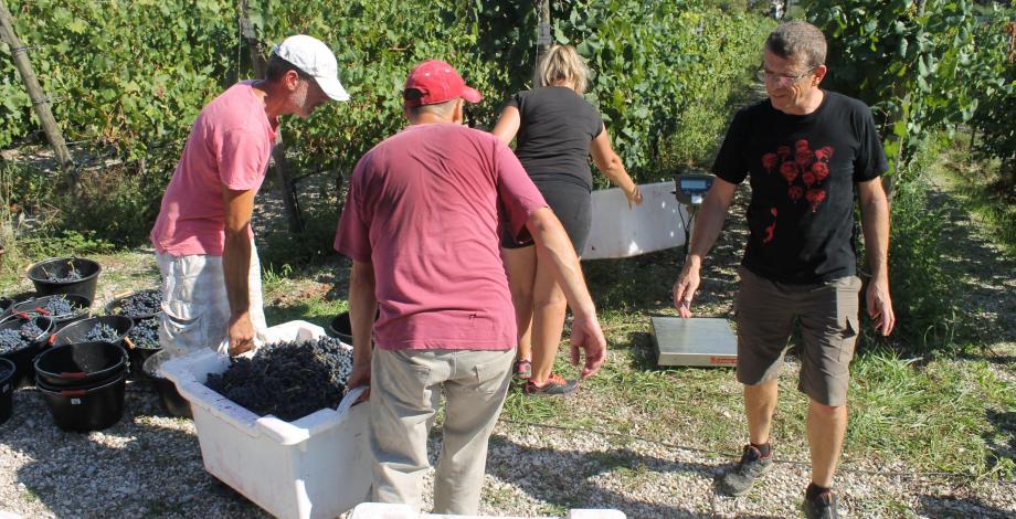 The harvest of the vineyard, a convivial moment 
