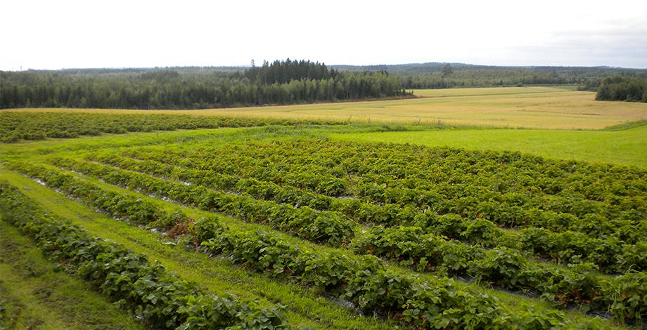Diversifying agrosystems to reduce dependence on pesticides, organic strawberries in Finland