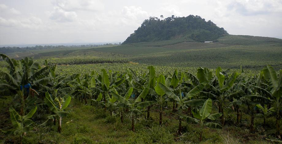 Managing agrosystems from the plant to the landscape, banana plantation in Cameroon