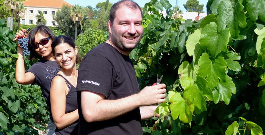 Vineyard harvest by Wine Marketing Master 2 students  