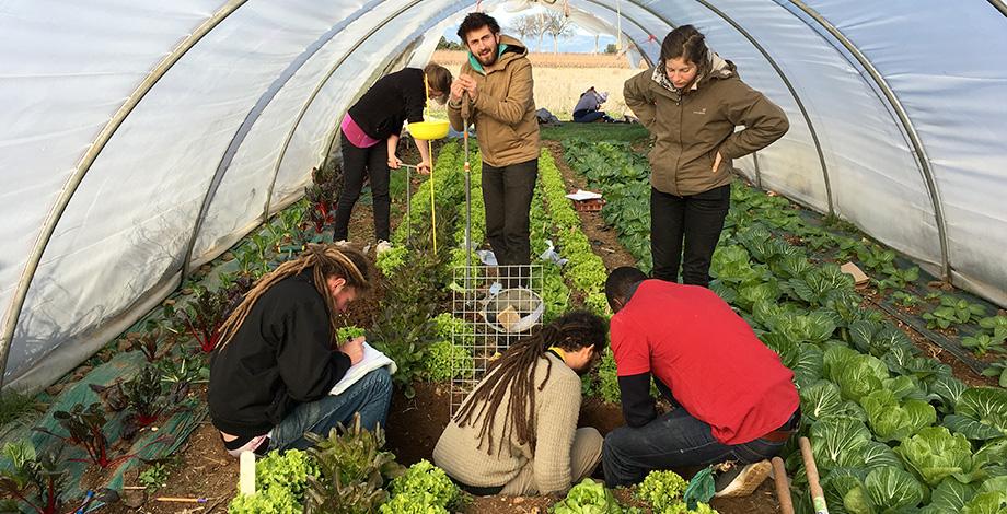 Discoveries of agronomic diagnosis in a lettuce greenhouse (France)
