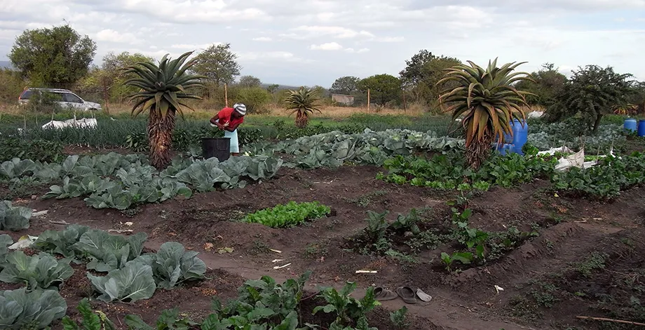 Community market garden (South Africa)