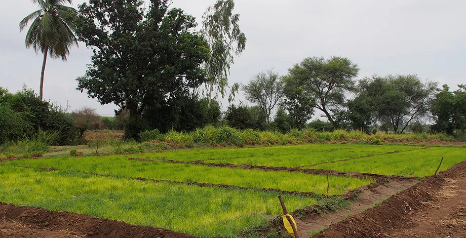 Rice nurseries (Gujarat, India)